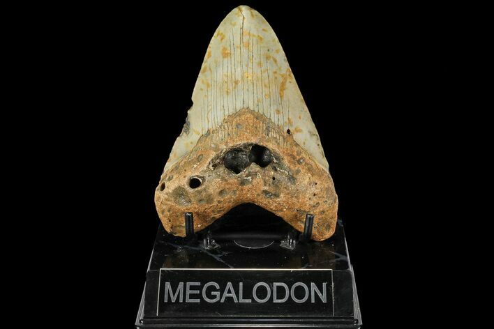 Fossil Megalodon Tooth - North Carolina #109803